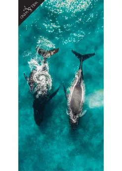 Will And Wind Hump Back Whales Microfibre Towel