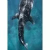 Will And Wind Whale Shark Microfibre Towel -Wetsuit Shop Whale Shark Microfibre towel