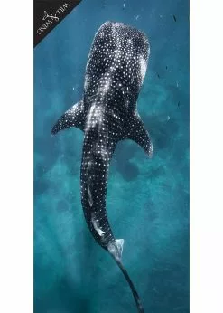 Will And Wind Whale Shark Microfibre Towel